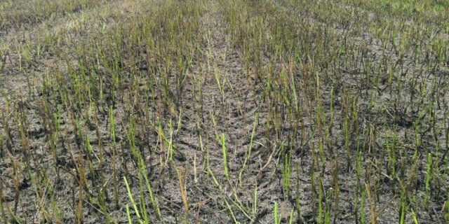 Raps mit Untersaat hinterlässt in der Regel saubere Felder nach der Ernte. (Bild zVg)