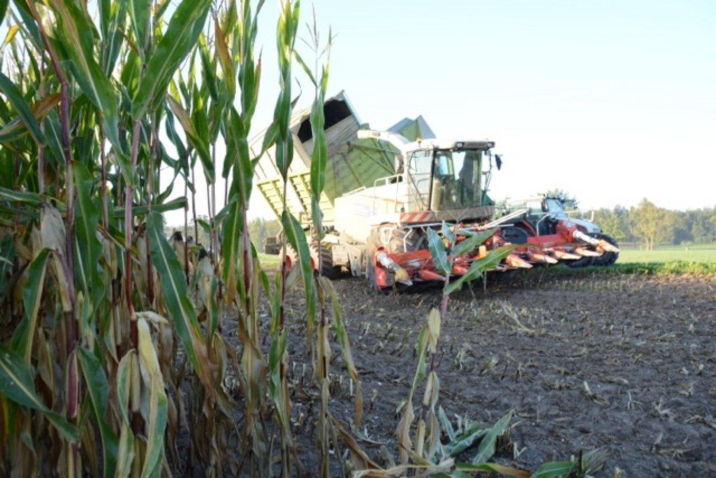 Der Mais in der Zentralschweiz und dem Aargau trotzte der Rekordtrockenheit diesen Sommer erstaunlich gut. (Bilder Josef Scherer)
