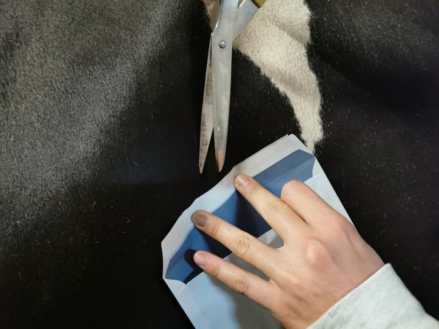 Die beste Stelle für die Haarentnahme ist das seitliche Schulterblatt. Pigmentiertes Haar eignet sich besser. (Bild sb)