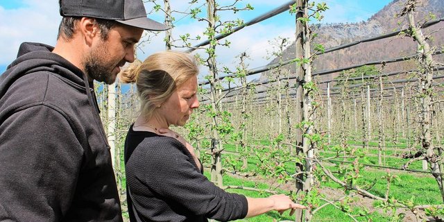 Olivia Diener und Dominic Kuppelwieser kontrollieren die Boskoop-Bäume, wo die roten Knospen bereits sichtbar sind.