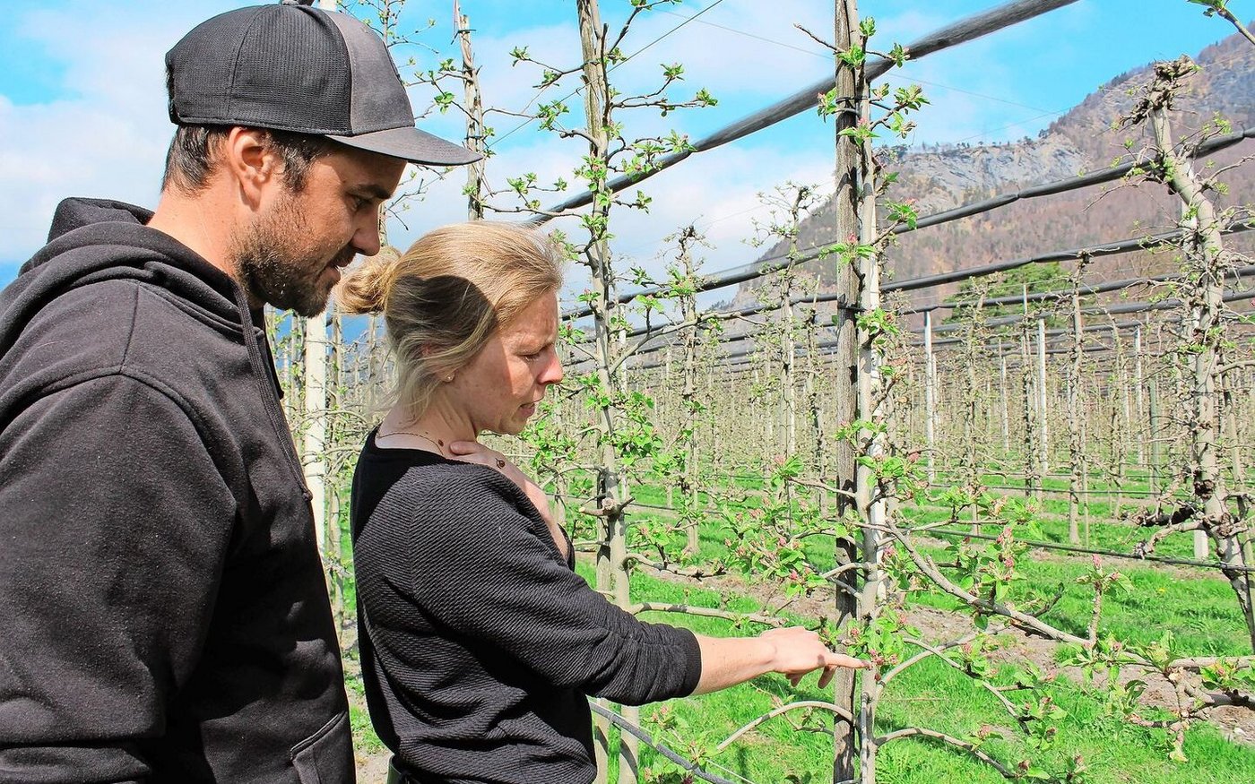 Olivia Diener und Dominic Kuppelwieser kontrollieren die Boskoop-Bäume, wo die roten Knospen bereits sichtbar sind.