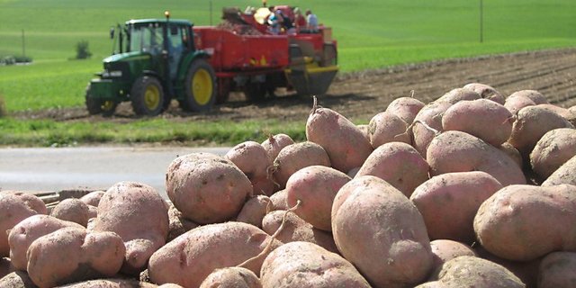 Bei den Veredelungskartoffeln hat sich die Situation in den letzten Wochen «dramatisch verschärft». (Bild lid)