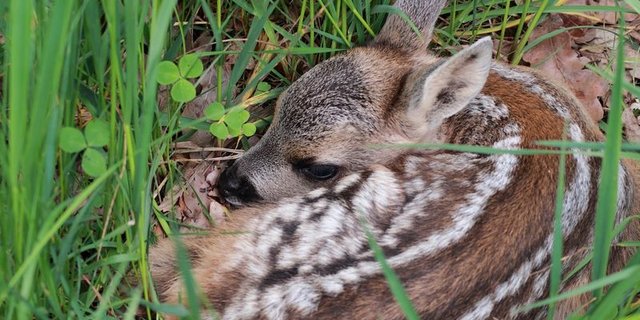 Die Rehkitzrettung ist für alle Beteiligten ein grosses Anliegen. (Bild Pixabay)