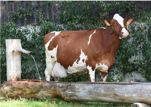 Pauline knackt die 200'000er-Marke Dominator Pauline knackte mit ihrer letzten Milchwägung die 200 000er Marke. Zur grossen Freude ihres Besitzers Frédéric Bachmann aus Estavayer-le-lac FR. (Bild KeLeKi)