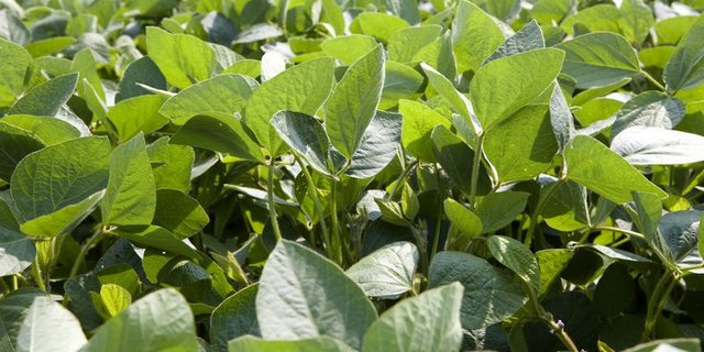 Das Soja-Netzwerk fordert die brasilianischen Soja-Händler auf die Savannen im brasilianischen Cerrado zu schützen. (Bild LID)