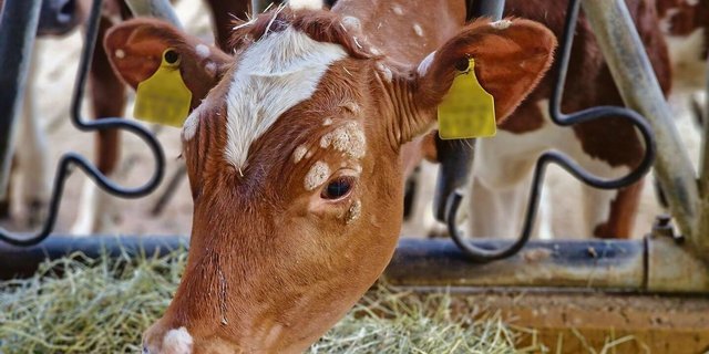 Rinderflechte ist eine Zoonose und damit auf den Menschen übertragbar. 