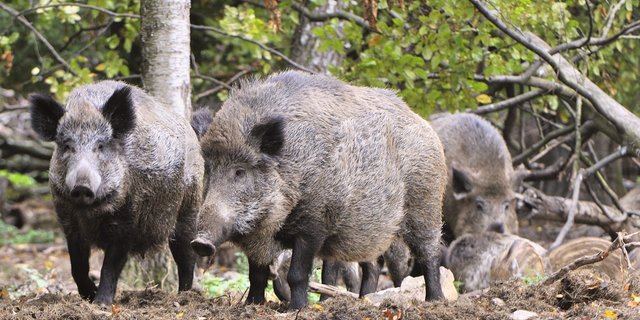 In Deutschland wurde Mitte September der Kadaver eines Wildschweins gefunden, das an ASP gestorben ist. Bild: Adobe Stock