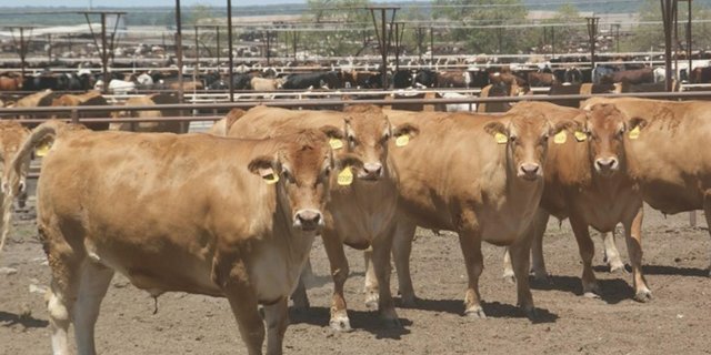 Erstmals stagniert der Rindviehbestand in den USA. (Bild lid)