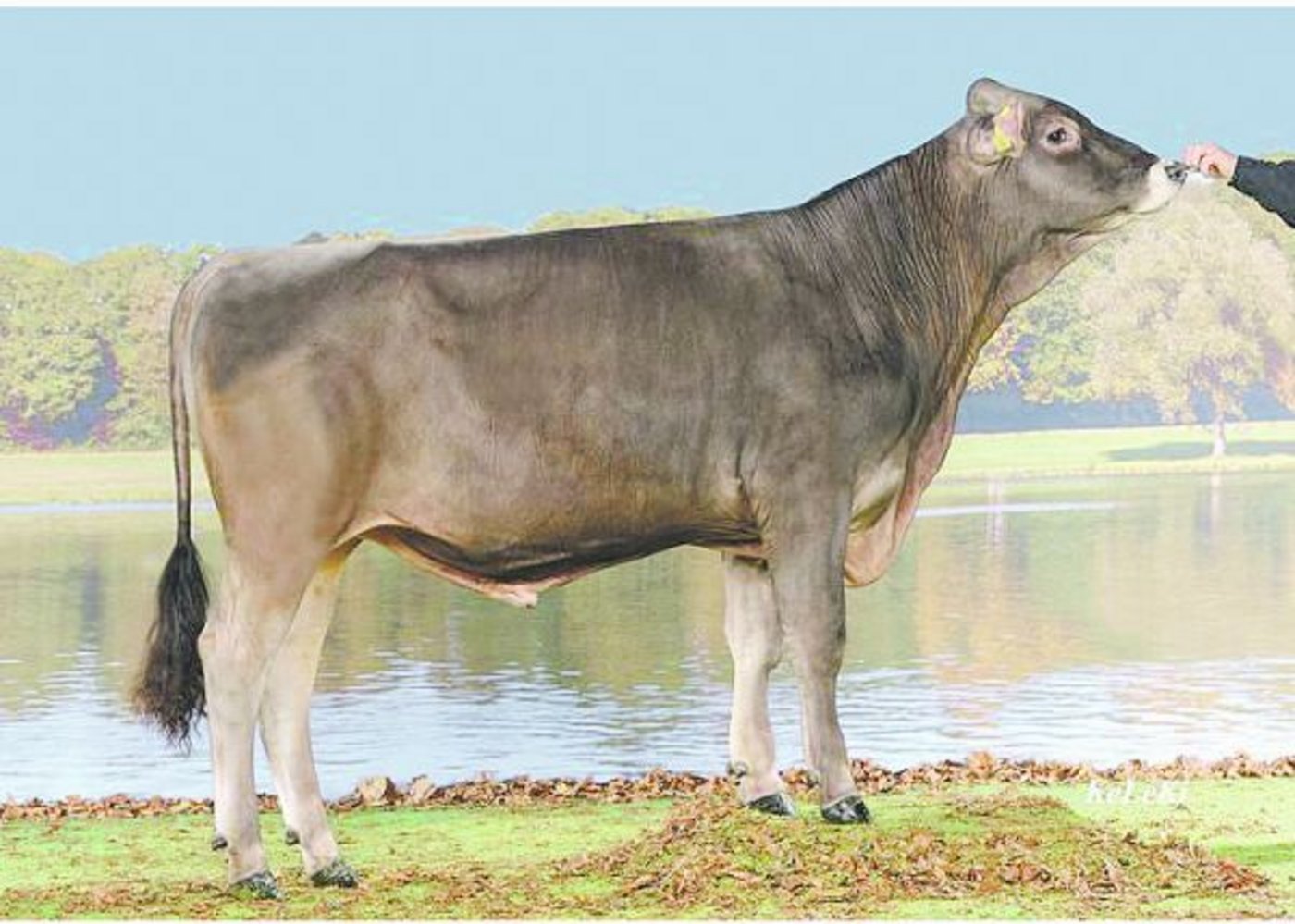 Der Anibal-Sohn Fact macht mittelgrosse Töchter mit starken Eutern. (Bild KeLeKi)