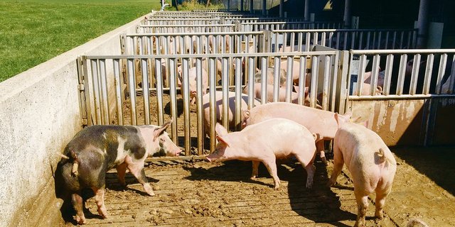 Schweinemist enthält Stickstoff und Phosphor. Wenn (zu) viel Phosphor  vom Betrieb weggeführt werden muss, fehlt  für die Düngung der Kulturen Stickstoff. (Bild Josef Scherer)