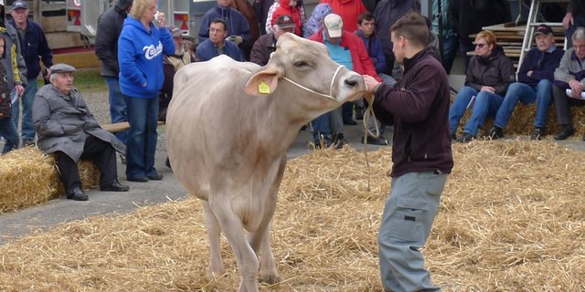 Das Auktionsgeschehen auf dem Horben. (Bilder zVg)