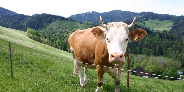 Der Schweizer Tierschutz freut sich daran, dass 80% der Rinder regelmässig auf die Weide dürfen. Ganz zufrieden mit den Bauern ist man aber nicht. (Bild BauZ)