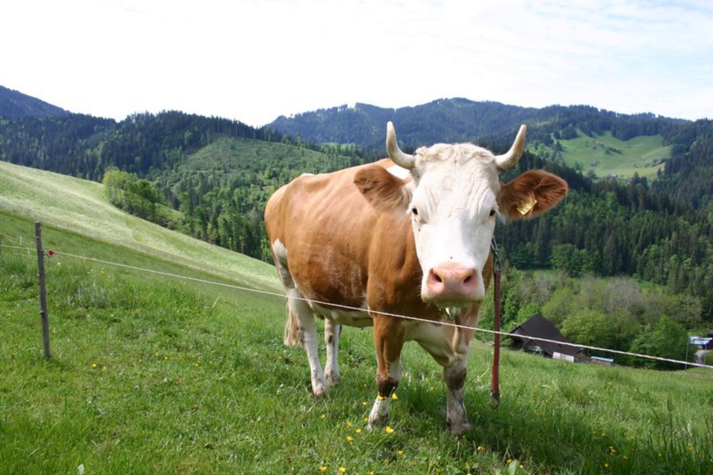 Der Schweizer Tierschutz freut sich daran, dass 80% der Rinder regelmässig auf die Weide dürfen. Ganz zufrieden mit den Bauern ist man aber nicht. (Bild BauZ)