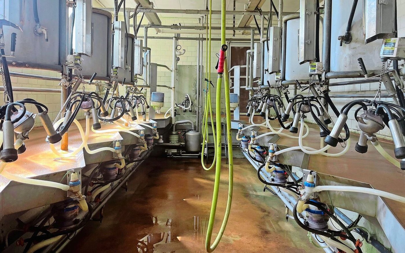 In diesem Melkstand werden die 60 Kühe des Gutsbetriebs gemolken. 