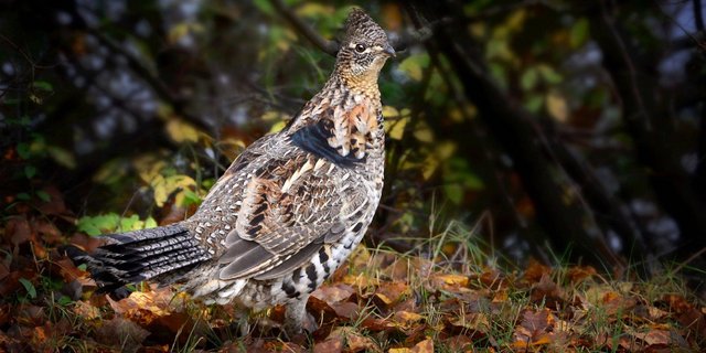 Das Auerhuhn stellt grosse Anforderungen an seine Umgebung und den Lebensraum. (Bild Alain Audet/Pixabay)