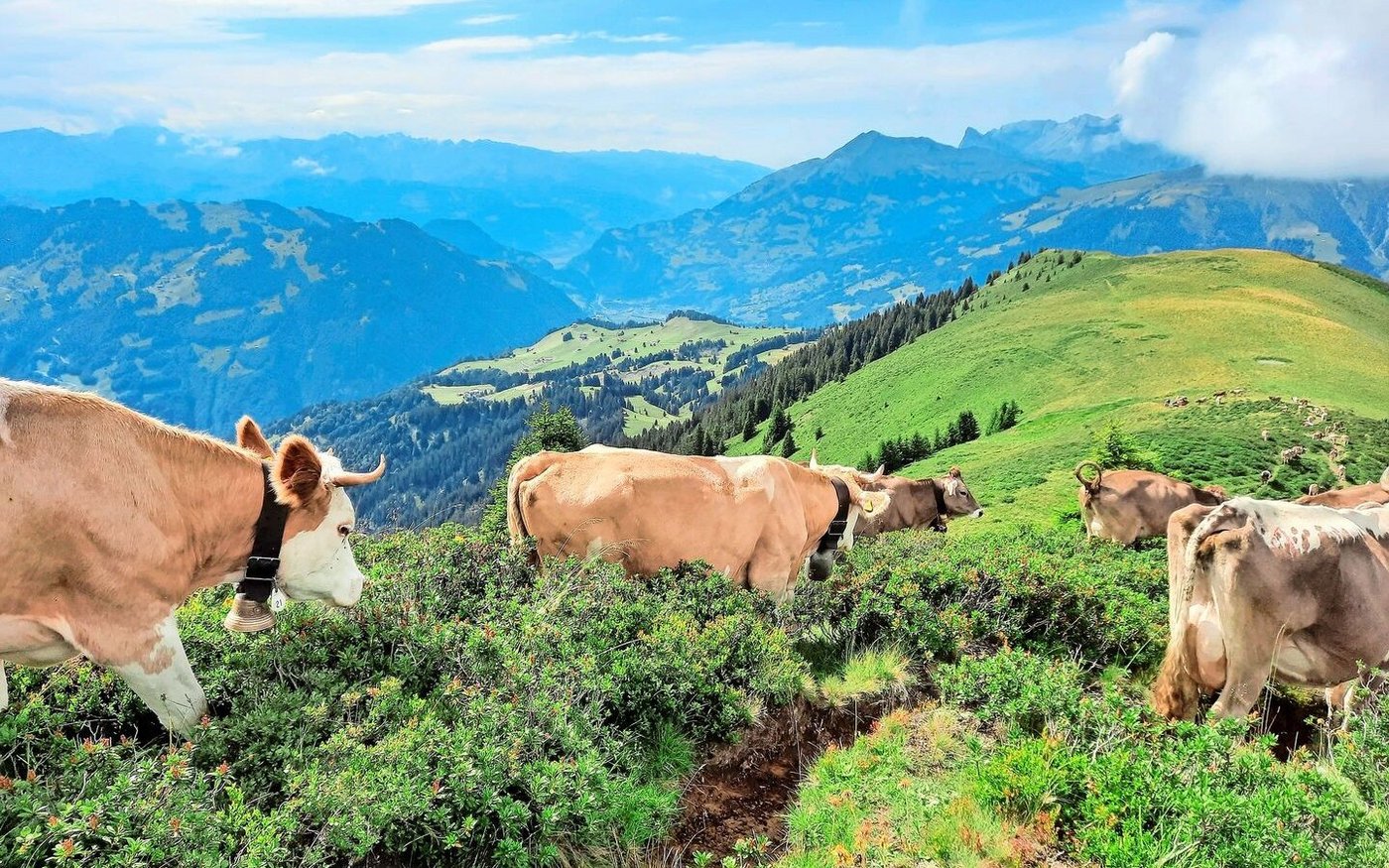 Die Kühe laufen weite und anspruchsvolle Wege, dafür brauchen sie eine gute Kondition und gesunde Klauen.