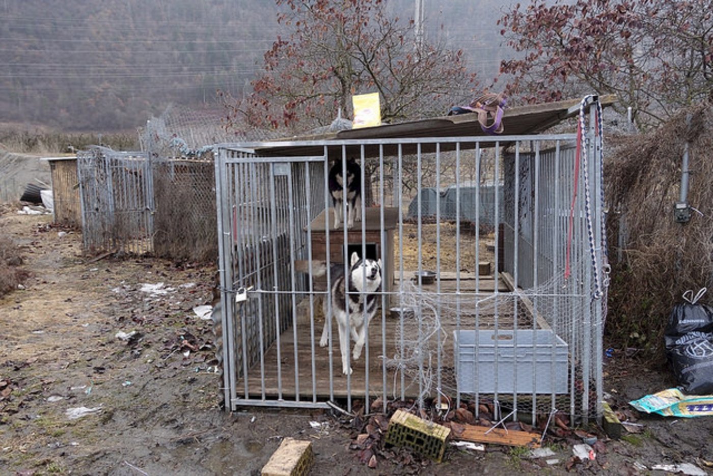 Bei der STS-Fachstelle Tierschutzkontrollen gehen jährlich viele Meldungen über Verfehlungen von Tierhaltern ein. Oft betrifft es die Fehlhaltung von Hunden. (Bild/Schweizer Tierschutz STS)