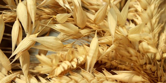 Weder Weizen, Kartoffeln noch Mais, oder Gerste sind genau genommen "einheimisch". (Bild Pixabay)