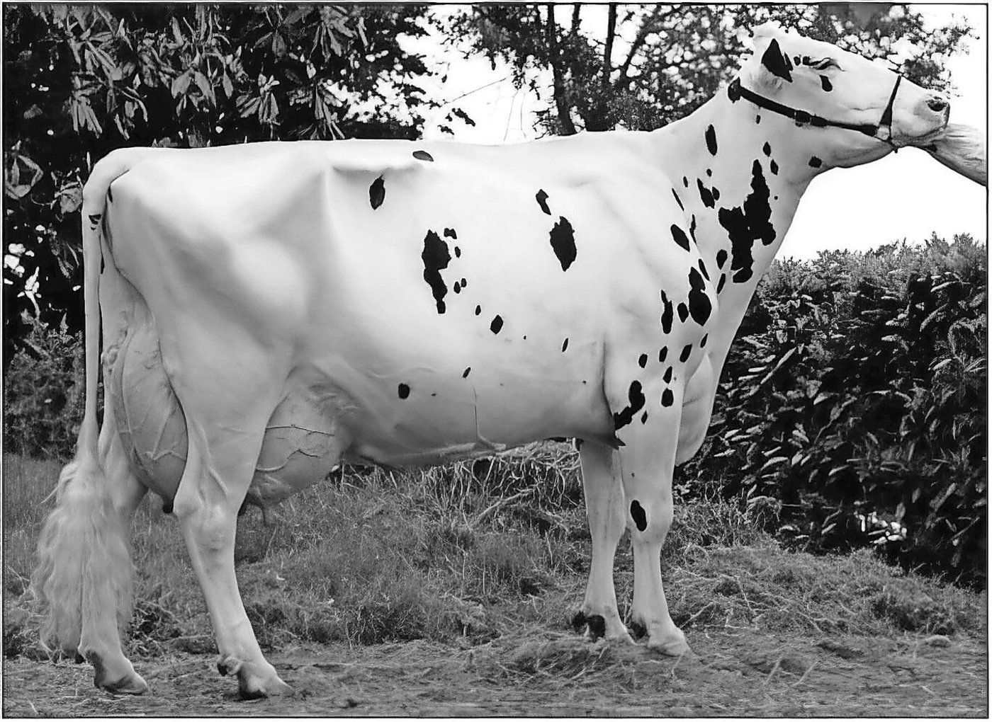 Diese Inspiration-Tochter stellte in ihrem Heimatland Italien ihr eigenes Imperium auf: Ae Inspiration Janette EX-93. 