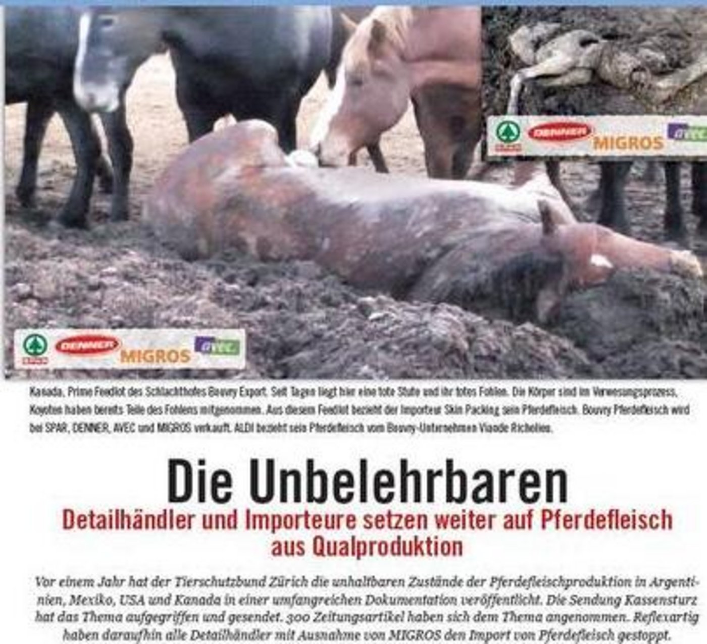 Unter dem Titel "die Unbelehrbaren" berichtet der Tierschutzbund Zürich, dass bei Schweizer Detailhändlern verkauftes Pferdefleisch immer noch aus quälerischer Produktion komme. (Bild: Screenshot Tierschutzbund Zürich)