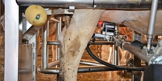 Schon heute ist der Melkroboter in vielen Ställen im Einsatz. Wird er auch bald für die Gruyère-Produzenten zugelassen?