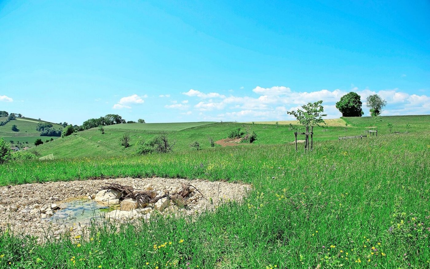 Im Vordergrund einer der 44 Weiher. Dahinter eine wieder geöffnete Grube und diverse neu gesetzte Hochstammbäume. 