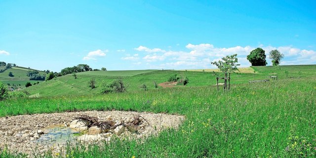 Im Vordergrund einer der 44 Weiher. Dahinter eine wieder geöffnete Grube und diverse neu gesetzte Hochstammbäume. 