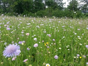 Studie: Warum es zwar genug Biodiversitätsförderflächen hat, deren Qualität aber nicht stimmt Das ist zwar eine Fettwiese, sie ist aber arten- und blütenreich und der häufigste naturnahe Lebensraumtyp im zentralen Mittelland. (Bild Roman Graf / Vogelwarte)