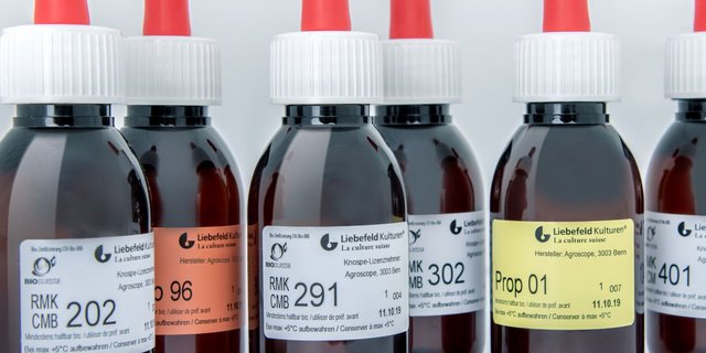 Die Käsekulturen werden weiterhin von Agroscope hergestellt. (Bild zVg)