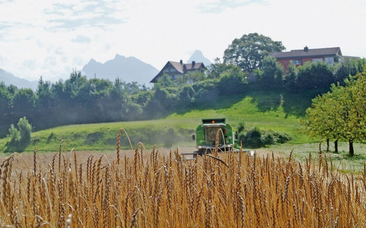 Ein Dinkelfeld im Talboden von Arth SZ. 