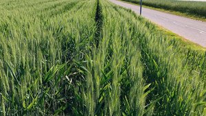 Wird Getreide in wei Wird Getreide in weiten Reihen im Rahmen eines Vernetzungsprojekts angelegt, sind die kantonalen Vorgaben zu beachten. Diese unterscheiden sich von jenen für die Acker-BFF nach DZV.