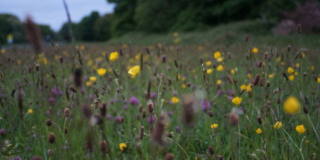Der Bundesrat will die Biodiversität fördern und erarbeitet einen indirekten Gegenvorschlag zur Biodiversitäts-Initiative. (Bild Unsplash)