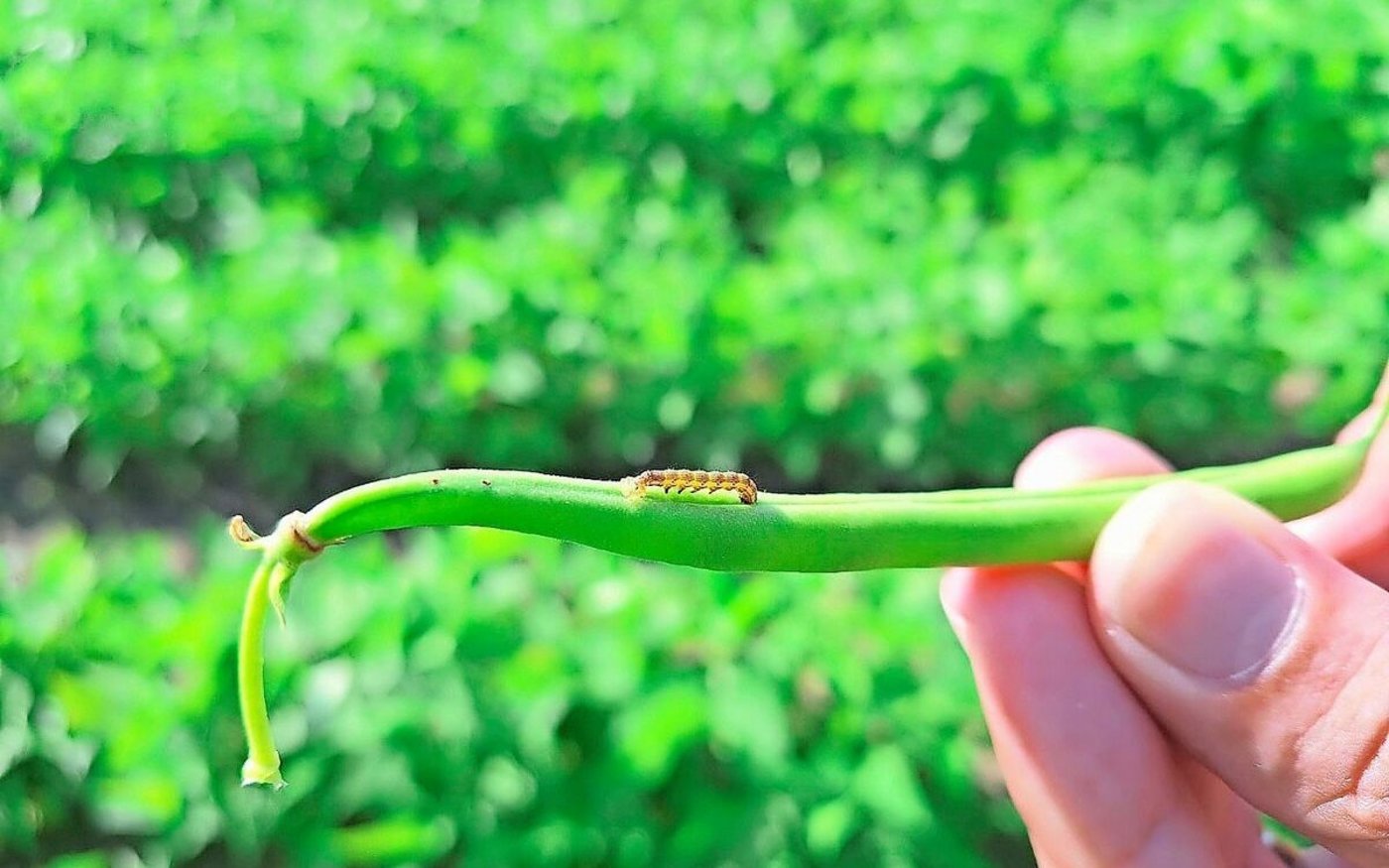 Ursprünglich stammt die Baumwollkapseleule aus dem Mittelmeerraum. Seit etwa zwei Jahren wird sie in der Schweiz zunehmend zum Problem.