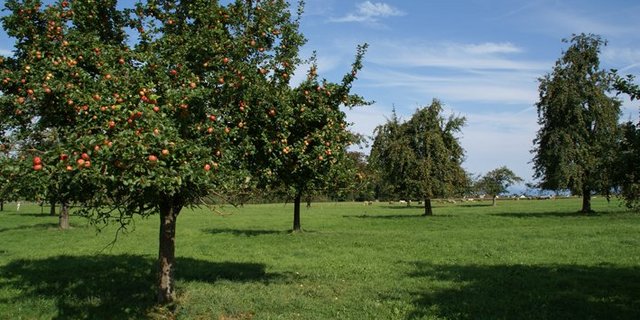 Ökologisch wertvoll, wirtschaftlich unter Druck: Hochstammbäume. (Bild: lid)