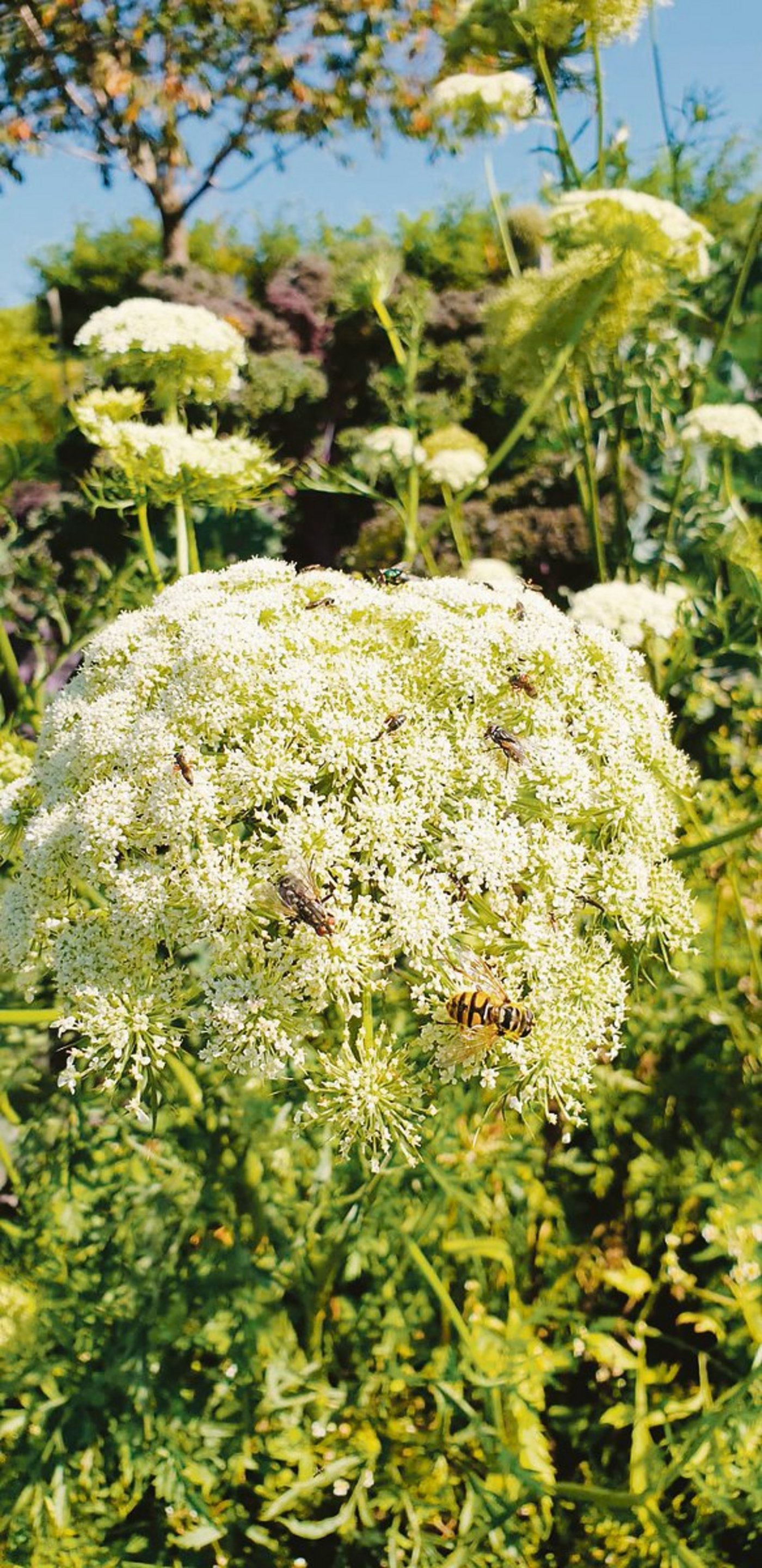 Früher wurde in jedem Garten der Samen selber gezogen, was zur Vielfalt beitrug. Doch die Samenstände im Gemüsebeet erfreuen im Herbst auch das Auge und die Insekten. Wer in die Samenzucht einsteigen möchte, meldet sich bei Pro Specie Rara.(Bild zVg)