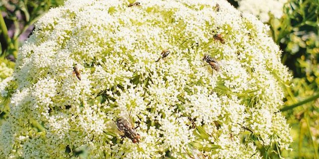 Früher wurde in jedem Garten der Samen selber gezogen, was zur Vielfalt beitrug. Doch die Samenstände im Gemüsebeet erfreuen im Herbst auch das Auge und die Insekten. Wer in die Samenzucht einsteigen möchte, meldet sich bei Pro Specie Rara.(Bild zVg)