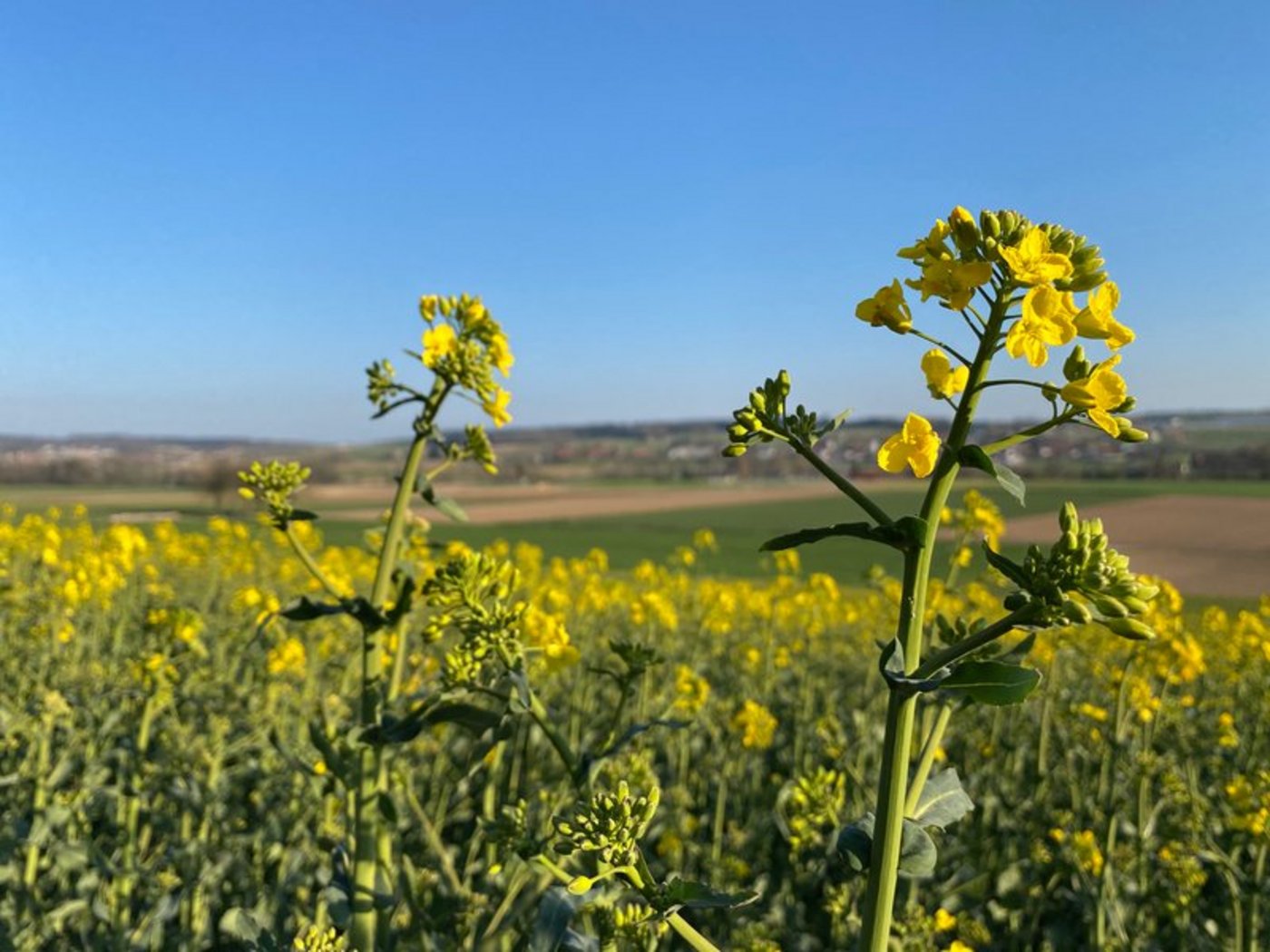 Die neue Sorte Picasso ist gut gegen Phoma resistent. (Bild Nicole Geiser)