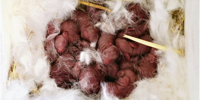 Ein Wurf der Rasse Zika.(Bild Reto Betschart)