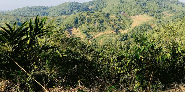 Blick auf neue Palmöl-Plantagen in Indonesien, die vermehrt in Hügeln angelegt werden. Die Autoren der Bilder sind Einheimische, die lieber nicht mit Namen genannt sein möchten.(Bilder zVg)