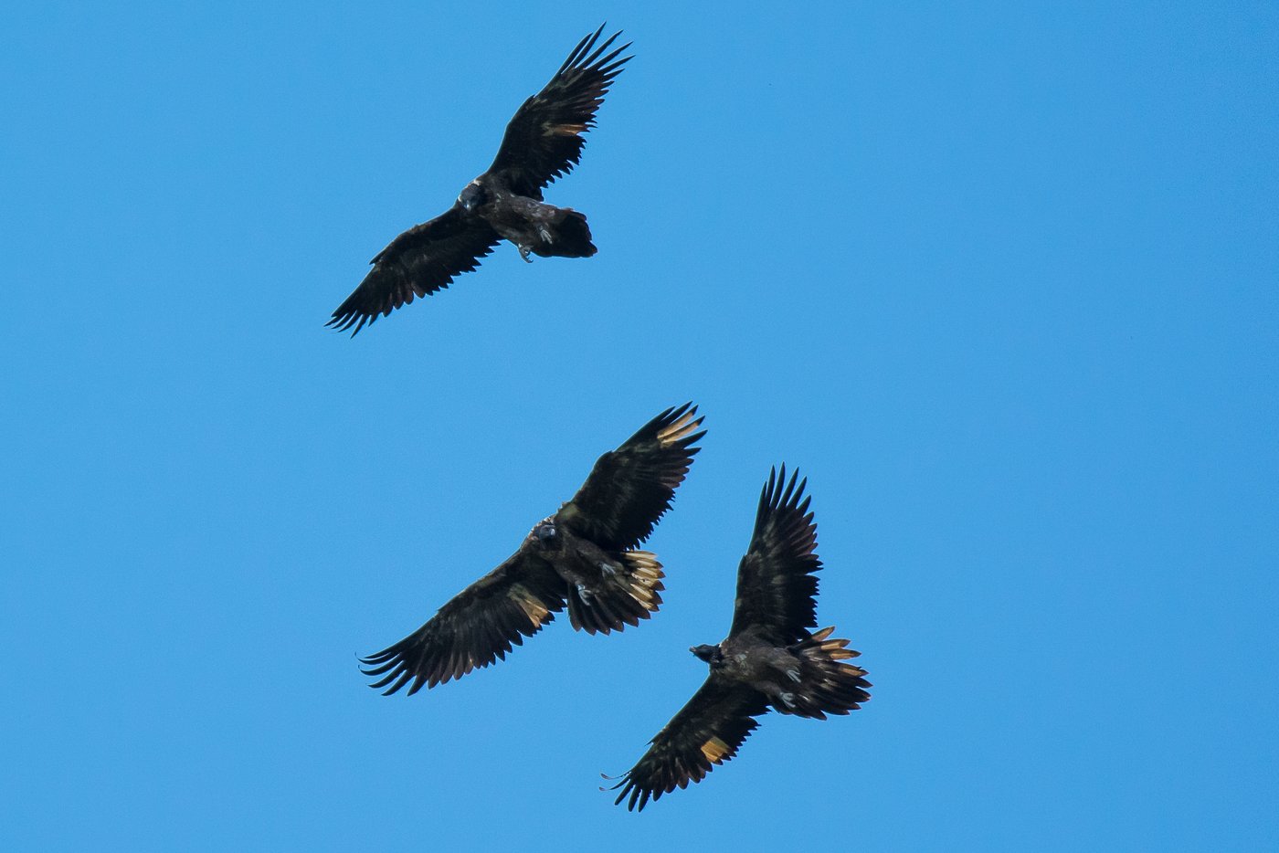 Mit Ewolina, Sempach II und Trudi konnten erstmals Bartgeier in der Zentralschweiz ausgewildert werden. Mit jährlichen Auswilderungen von zwei bis drei Bartgeiern will die Stiftung Pro Bartgeier diese Art wieder zurück in die Zentralschweiz bringen, wo Bartgeier im 19. Jahrhundert vor deren Ausrottung heimisch waren. Durch die Auswilderung wird auch die genetische Diversität in der Alpenpopulation verbessert. (Bild Christine Jutz)