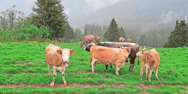Die Kühe sind auf der Alp. Unser Stier Blüem macht Bekanntschaft mit seiner neuen Herde.