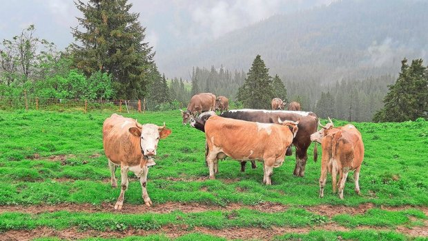 Die Kühe sind auf der Alp. Unser Stier Blüem macht Bekanntschaft mit seiner neuen Herde.