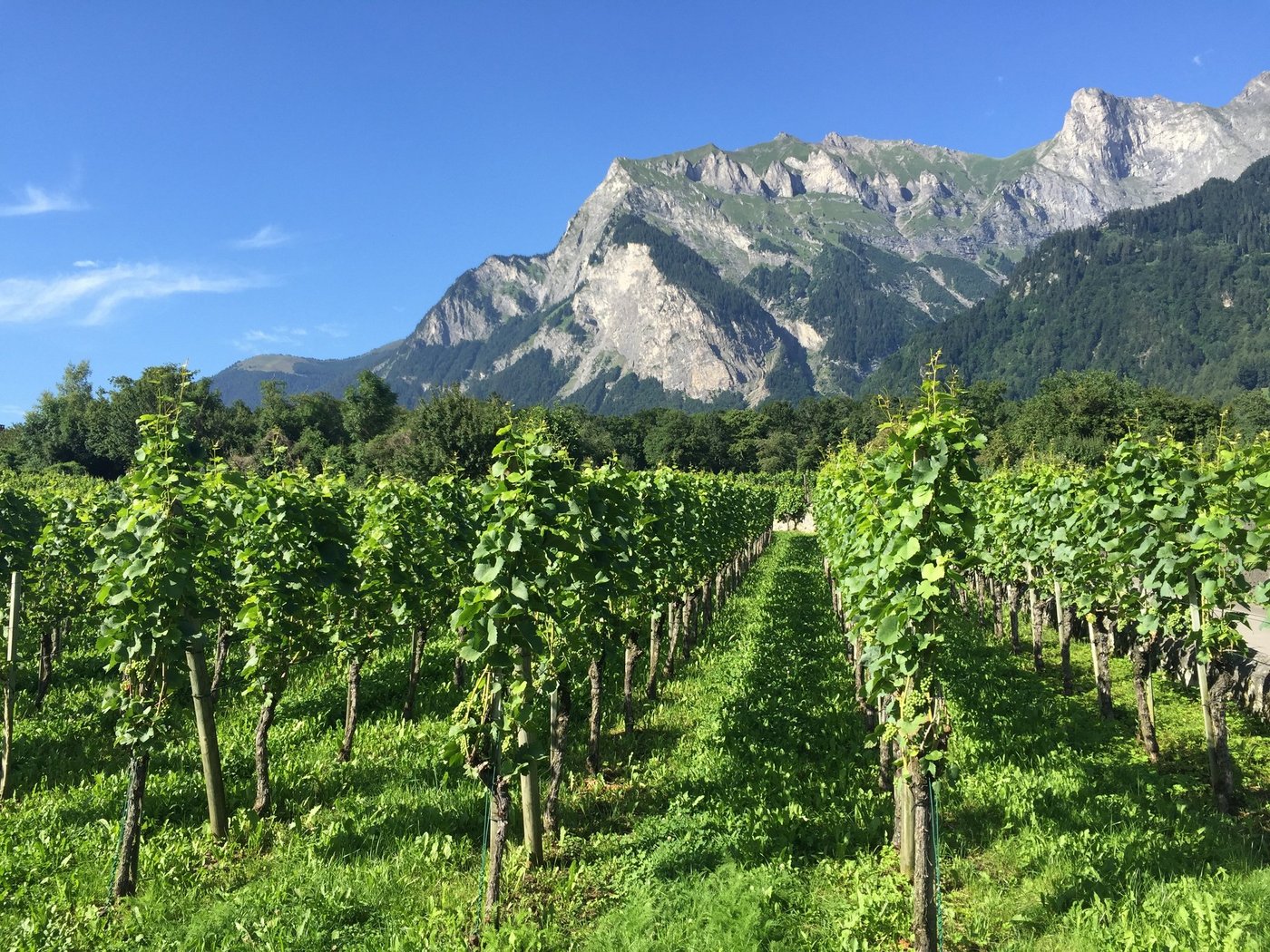 Im Jahr 2020 sollen die Bemühungen der SWP im Bereich Einzelhandel dank des Engagements ihrer Partner fortgesetzt werden. (Bild Swiss Wine)