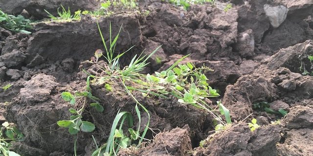 Krzfristige CO2-Verluste aus dem Bodenspeicher sind jederzeit möglich. Gerade bei Änderungen der Bewirtschaftung können solche Verluste laut Agridea sehr hoch ausfallen. (Symbolbild jsc)