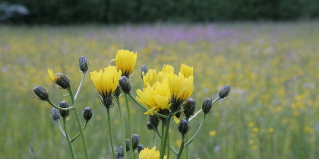 Die Zürcher Landwirtschaft soll beim Naturschutz noch in Sachen Qualität zulegen. (Symbolbild lid)