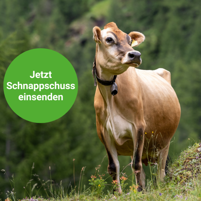 Auf dem Simplon  (Bild: Stephanie Bürgy / BauernZeitung)