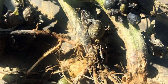 Bei befallenen Stauden waren die Blätter rotviolett und die Staudenbasis war abgestorben. Zudem entstanden kleine, dunkle Luftknollen.