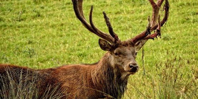 Auch das Rotwild hat stark zugenommen. (Bild zVg)