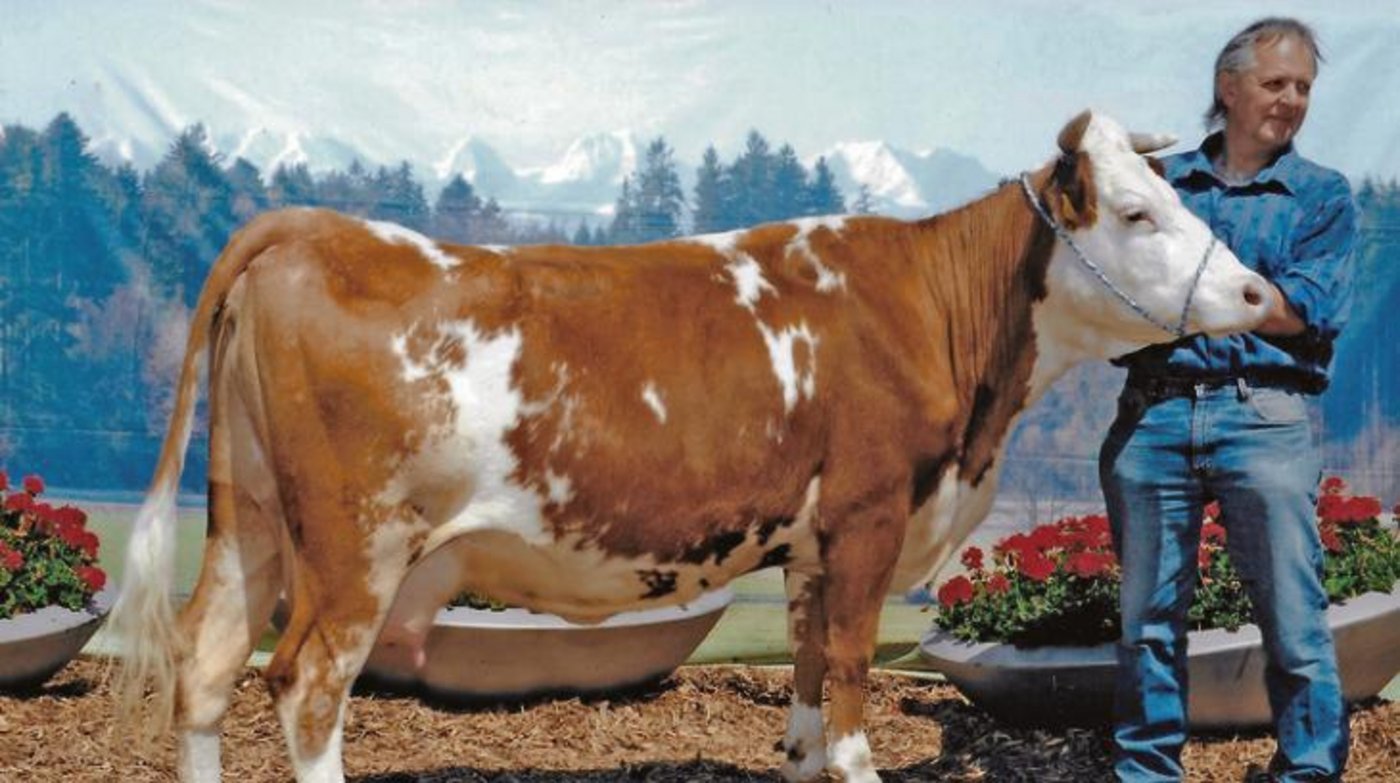 Andreas Schneider aus Walkringen durfte sein Rösli 2013 an der BEA in der Dauerausstellung zeigen. (Bild Esra-Fot)