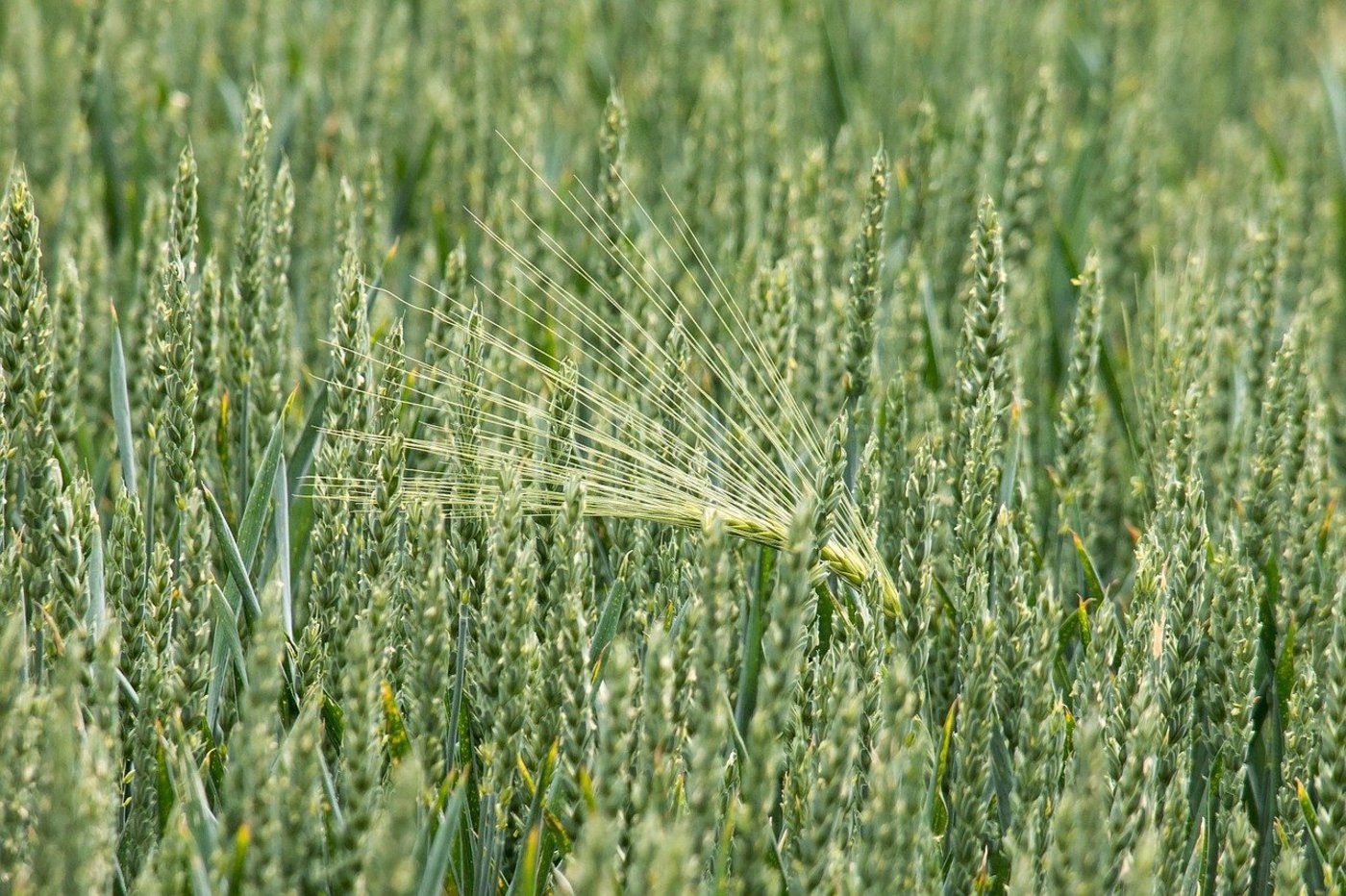 Günstige Witterung habe im vergangenen Herbst bei beiden Winterkulturen zu der Anbauausdehnung beigetragen. (Bild Pixabay)